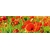 Product DIMEX DIMEX19 KI_180_028-DIM base image