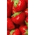 Product DIMEX DIMEX19 MS-2-0241-DIM base image