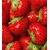 Product DIMEX DIMEX19 MS-3-0241-DIM base image