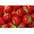 Product DIMEX DIMEX19 MS-5-0241-DIM base image